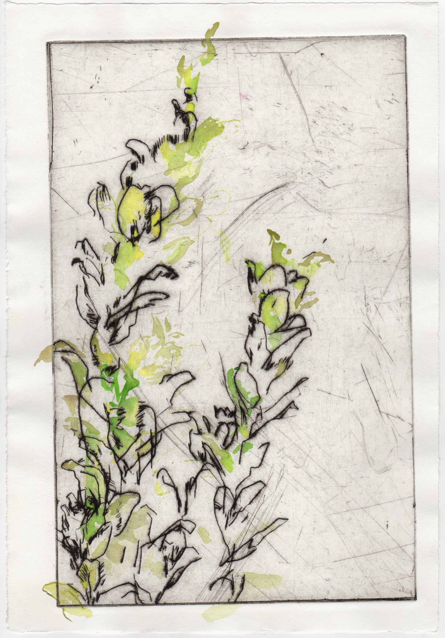 Begegnung 5 - Zypressen Wolfsmilch, koloriert, 22 x 33 cm