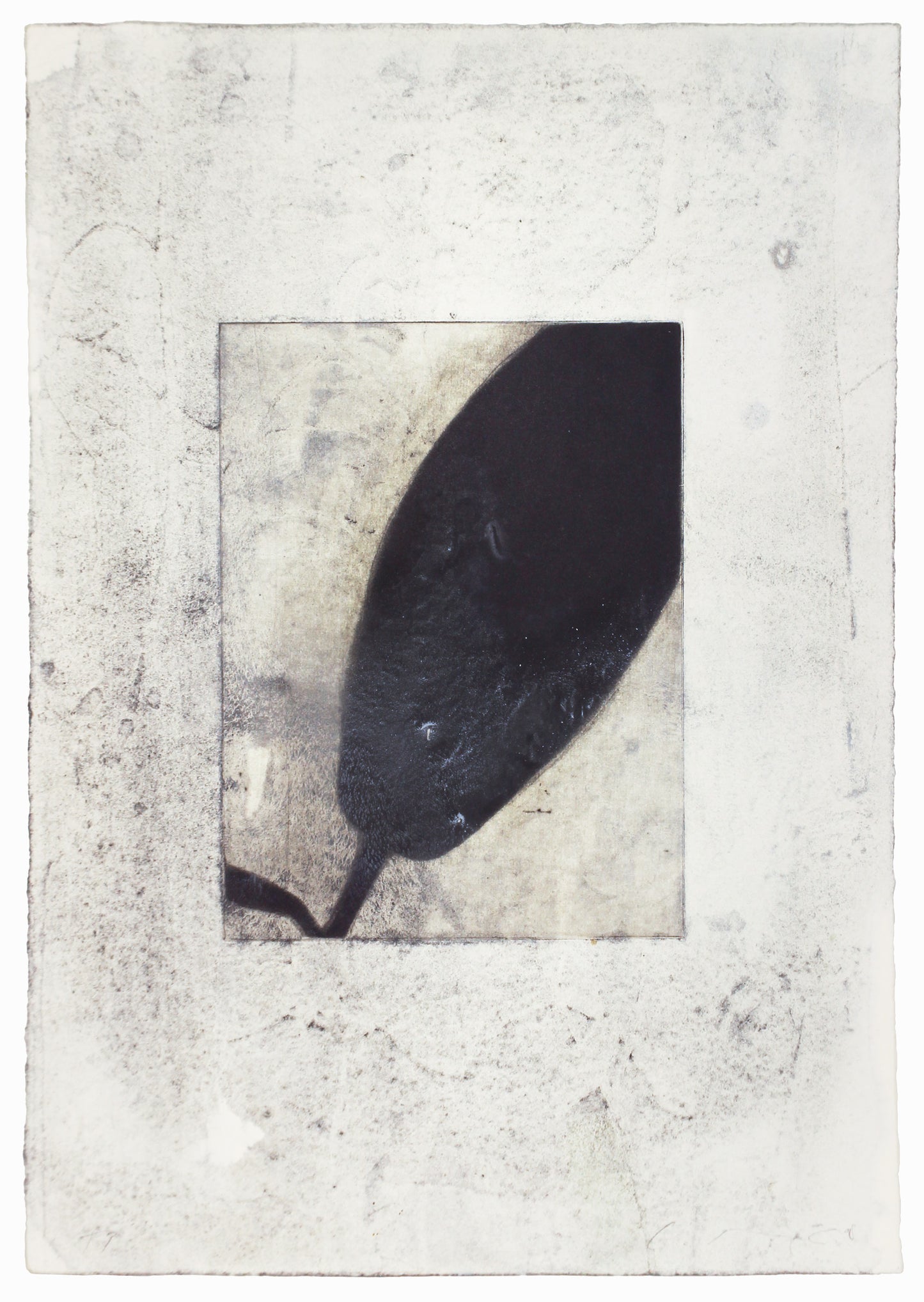 Black Lilly, 21 x 32 cm