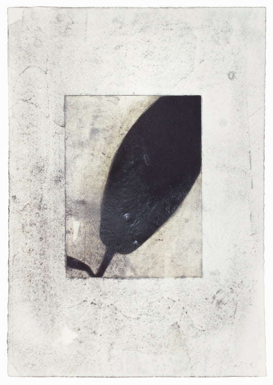 Black Lilly, 21 x 32 cm