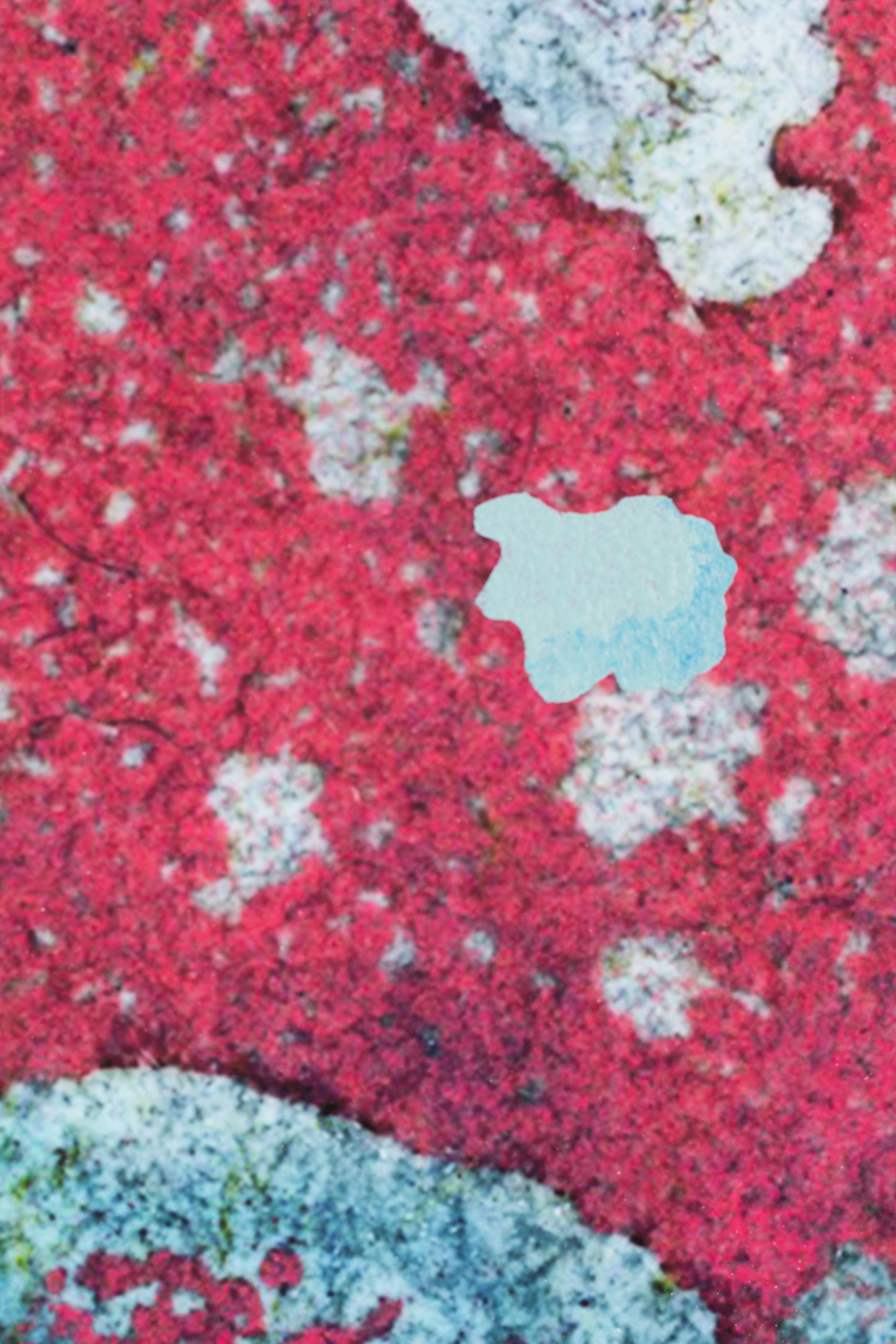 Pink Panther, 54 x 78 cm