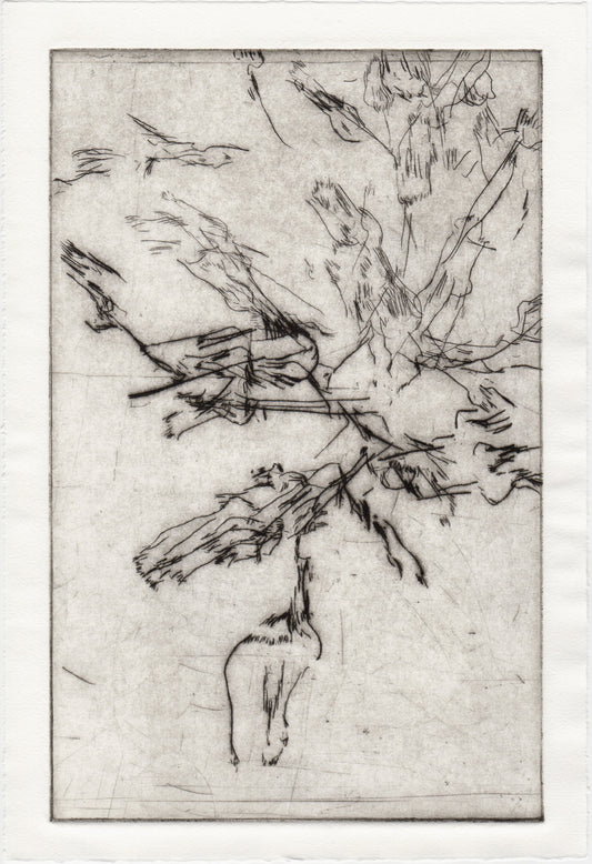 Begegnung 3 - Pestwurz, 22 x 33 cm