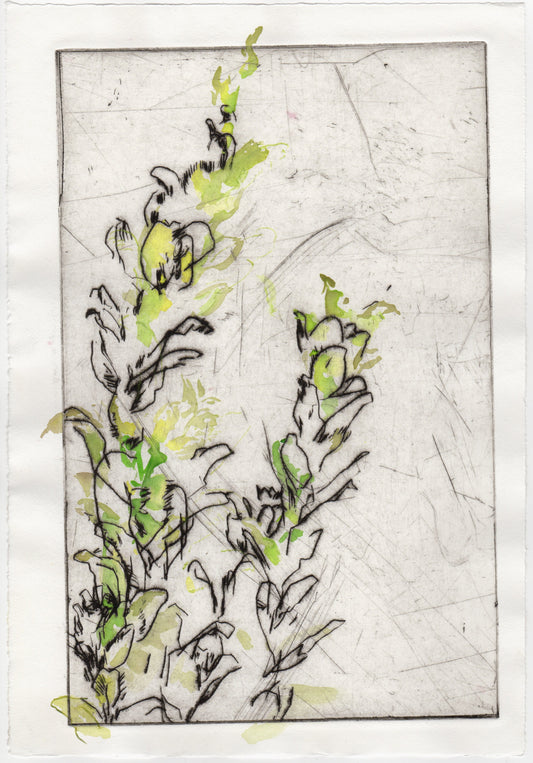 Begegnung 5 - Zypressen Wolfsmilch, koloriert, 22 x 33 cm