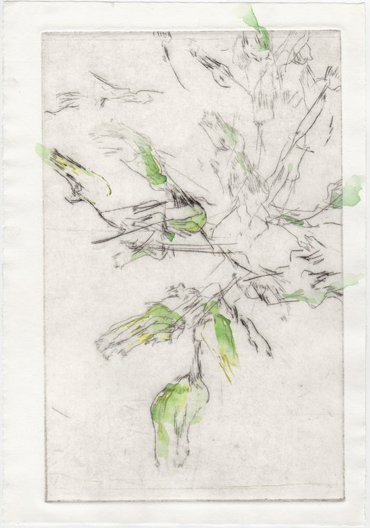 Begegnung 3 - Pestwurz, koloriert, 22 x 33 cm