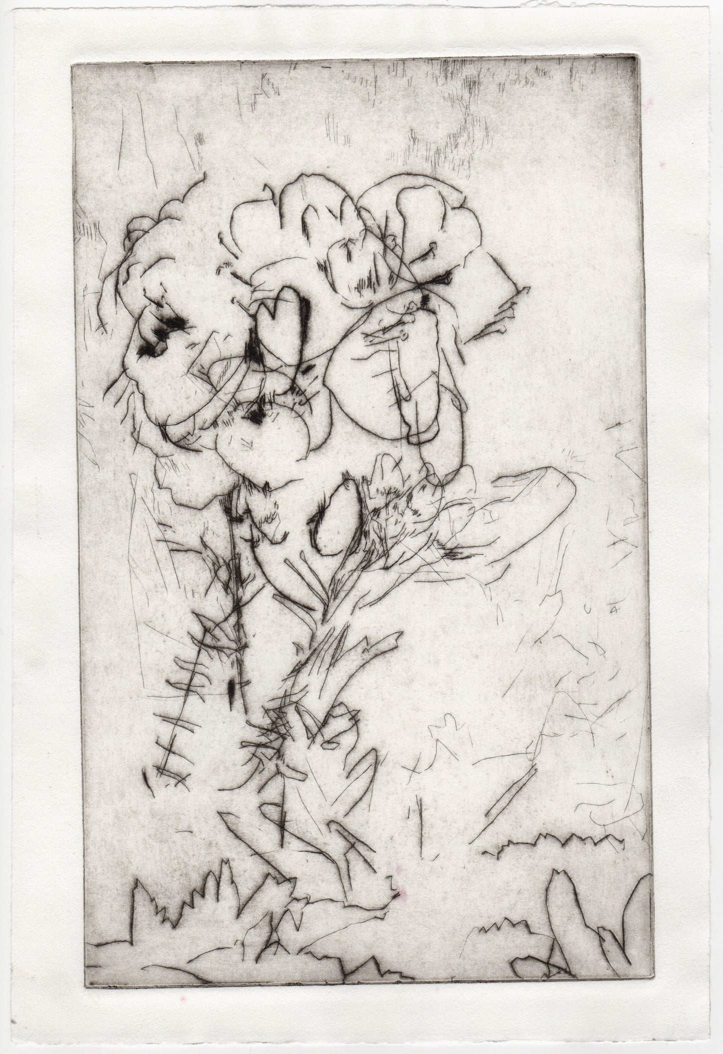 Begegnung 7 - Wiesenschaumkraut, 22 x 33 cm