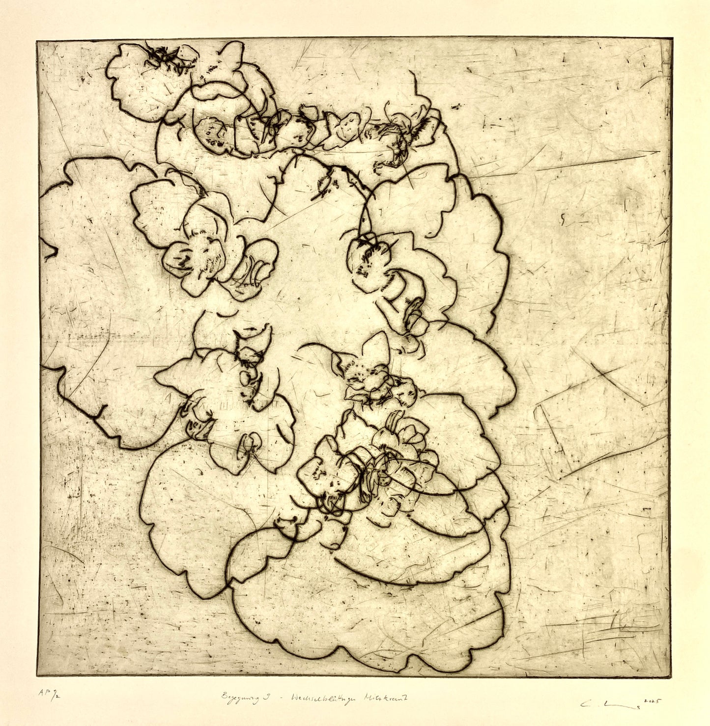 Begegnung 9 - wechselblättriges Milzkraut,