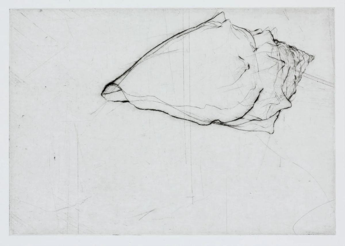 Shell, 15 x 23cm