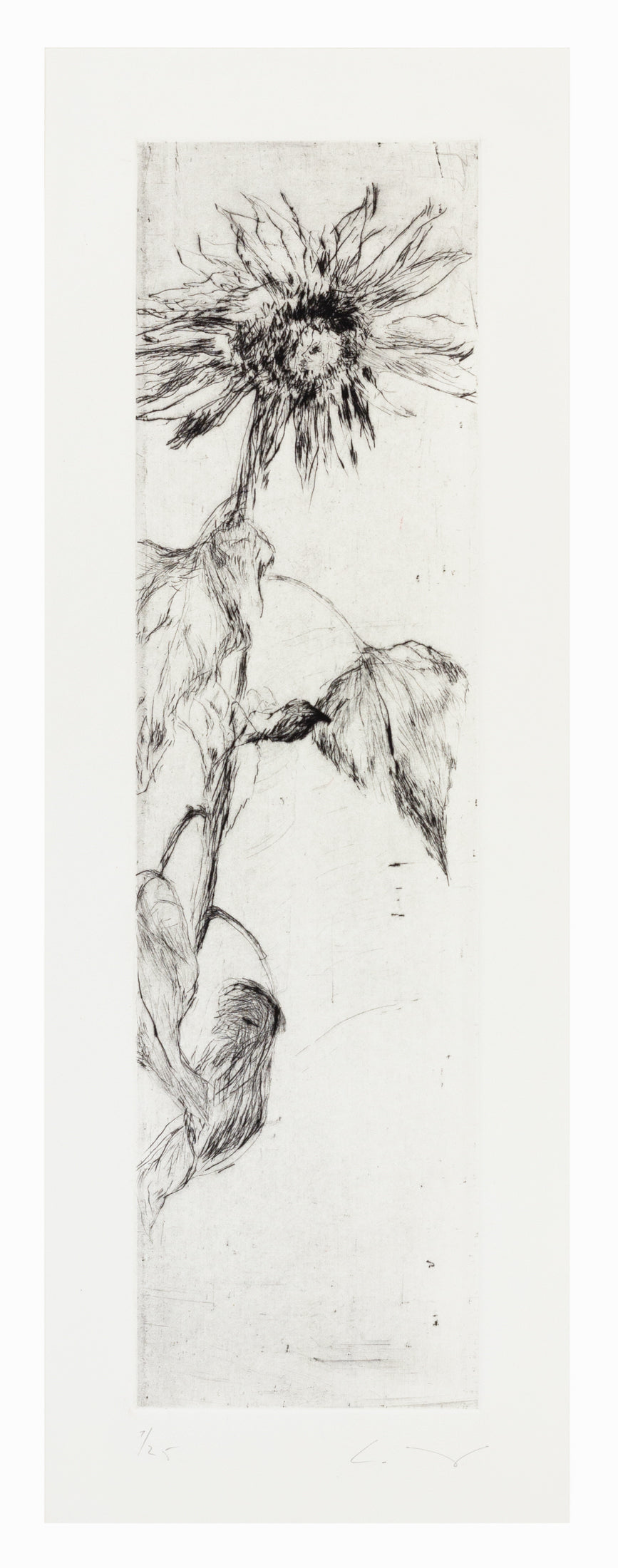 Sunflower_drypoint_black_and_white_etching_tall_high_fleshy