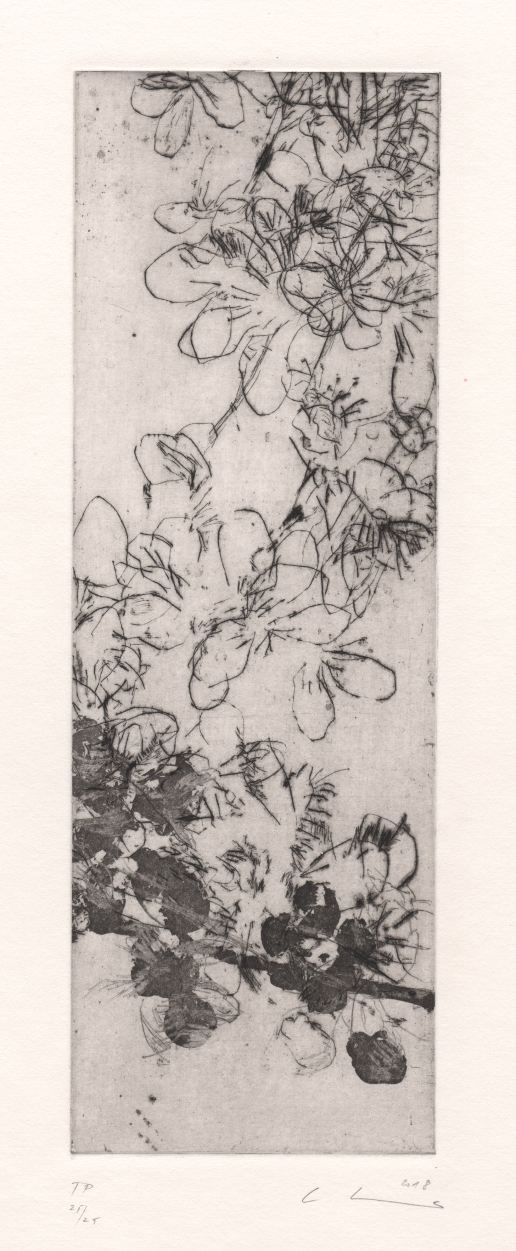 Feine, schwarz-weiße Radierung eines Apfelbaumzweigs mit mehreren Blüten und Knospen. Die Darstellung ist reduziert und grafisch, mit zarten, leicht geschwungenen Linien. Delicate black and white etching of an apple tree branch with several blossoms and buds. The depiction is minimal and graphic, rendered with fine, gently curved lines.