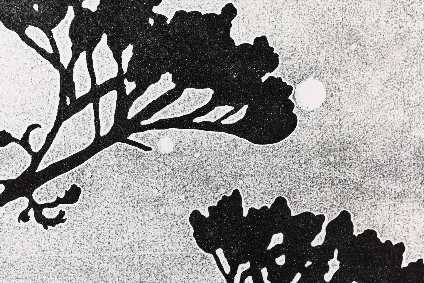 Dunkle Silhouette eines Nadelwaldes und einzelner Zweige vor einem hellen Nachthimmel mit sichtbaren Sternen und Vollmond. Dark silhouette of a forest and twigs in front of a bright night sky with stars and a full moon.