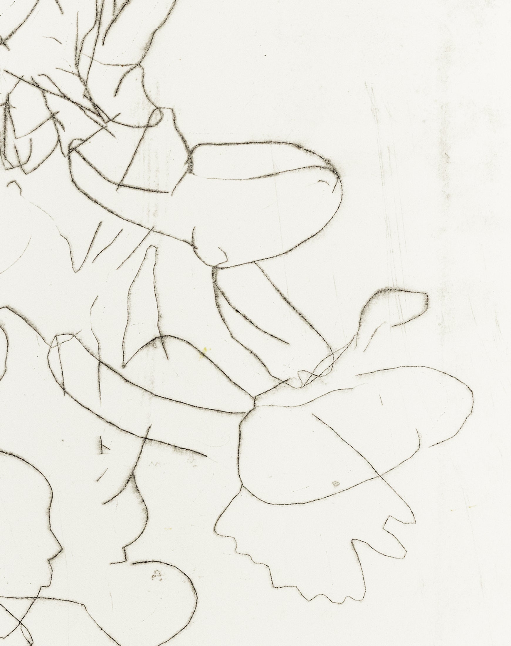 Zarte Kaltnadelradierung mit floralen Linien und Formen auf weißem Grund, minimalistisch und transparent – Delicate etching with floral lines and shapes on white background, minimal and airy.