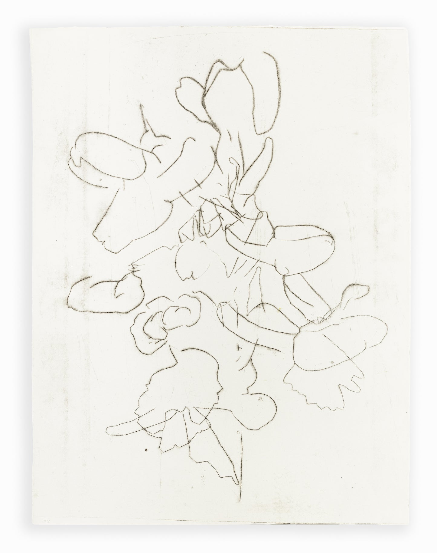 Zarte Kaltnadelradierung mit floralen Linien und Formen auf weißem Grund, minimalistisch und transparent – Delicate etching with floral lines and shapes on white background, minimal and airy