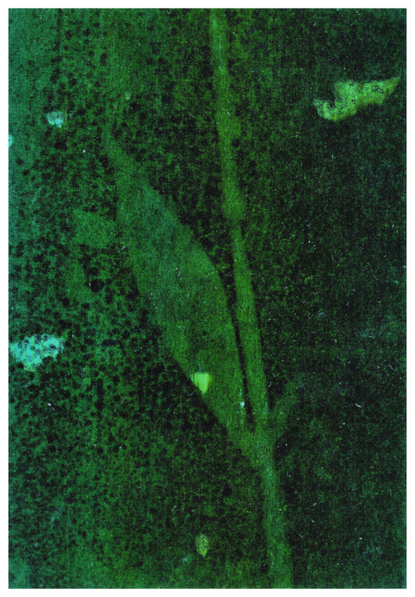 Bild eines Pflanzenblatts und -stils auf grünem Untergrund mit Bereichen aus Schwarz, die das Motiv subtil vom Hintergrund abheben. Image of a plant leaf and stem on a green background, with areas of black that subtly lift the motif from the background.