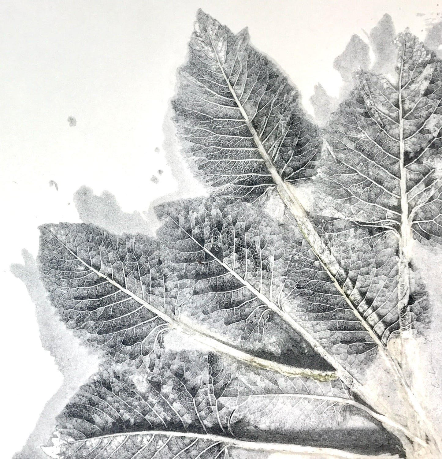 Monotypie mehrerer Hortensienblätter in silber, schwarz und weiß auf weißem Hintergrund. Monotype of hydrangea leaves in silver, black and white on white background.