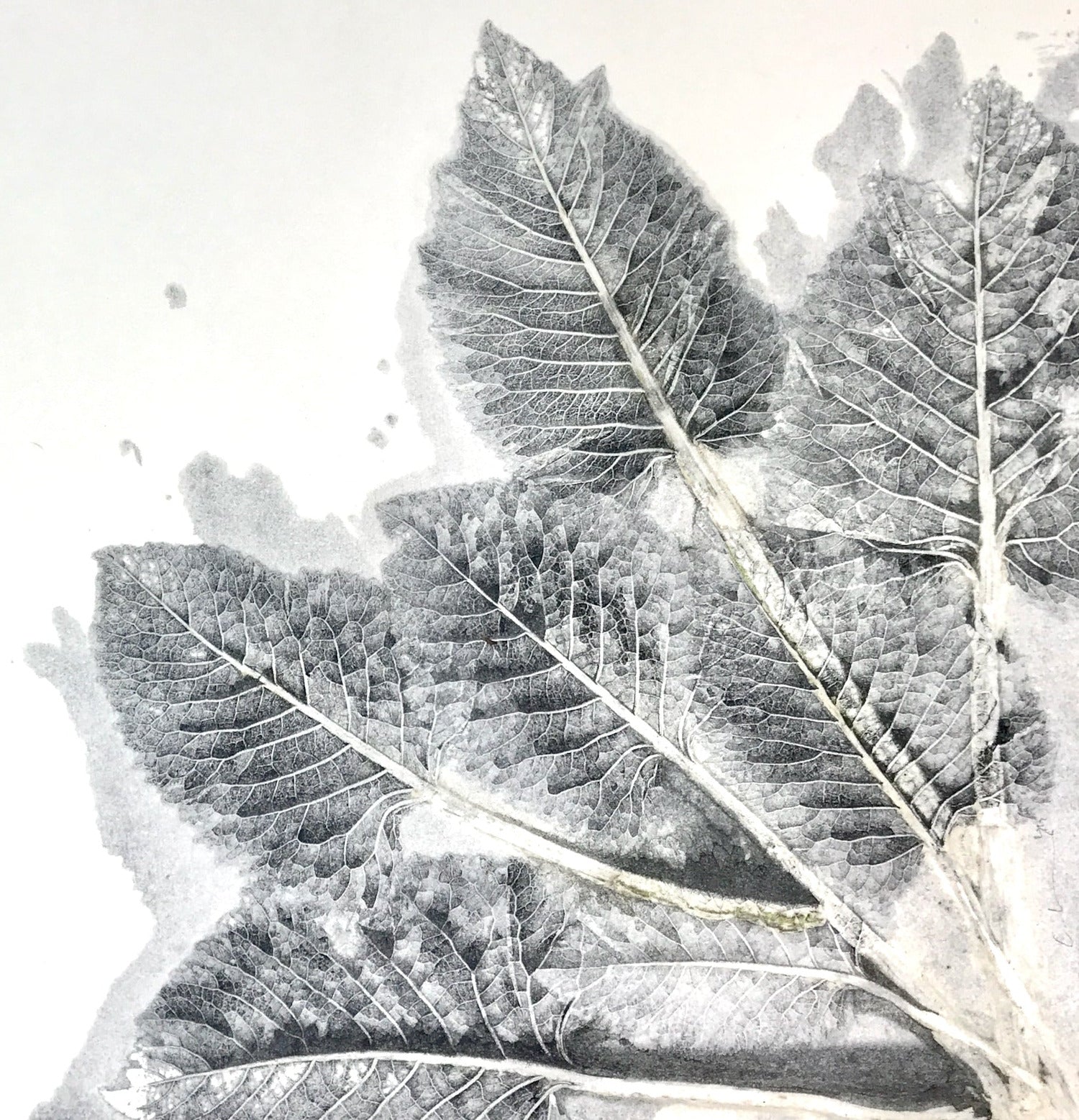 Monotypie mehrerer Hortensienblätter in silber, schwarz und weiß auf weißem Hintergrund. Monotype of hydrangea leaves in silver, black and white on white background.