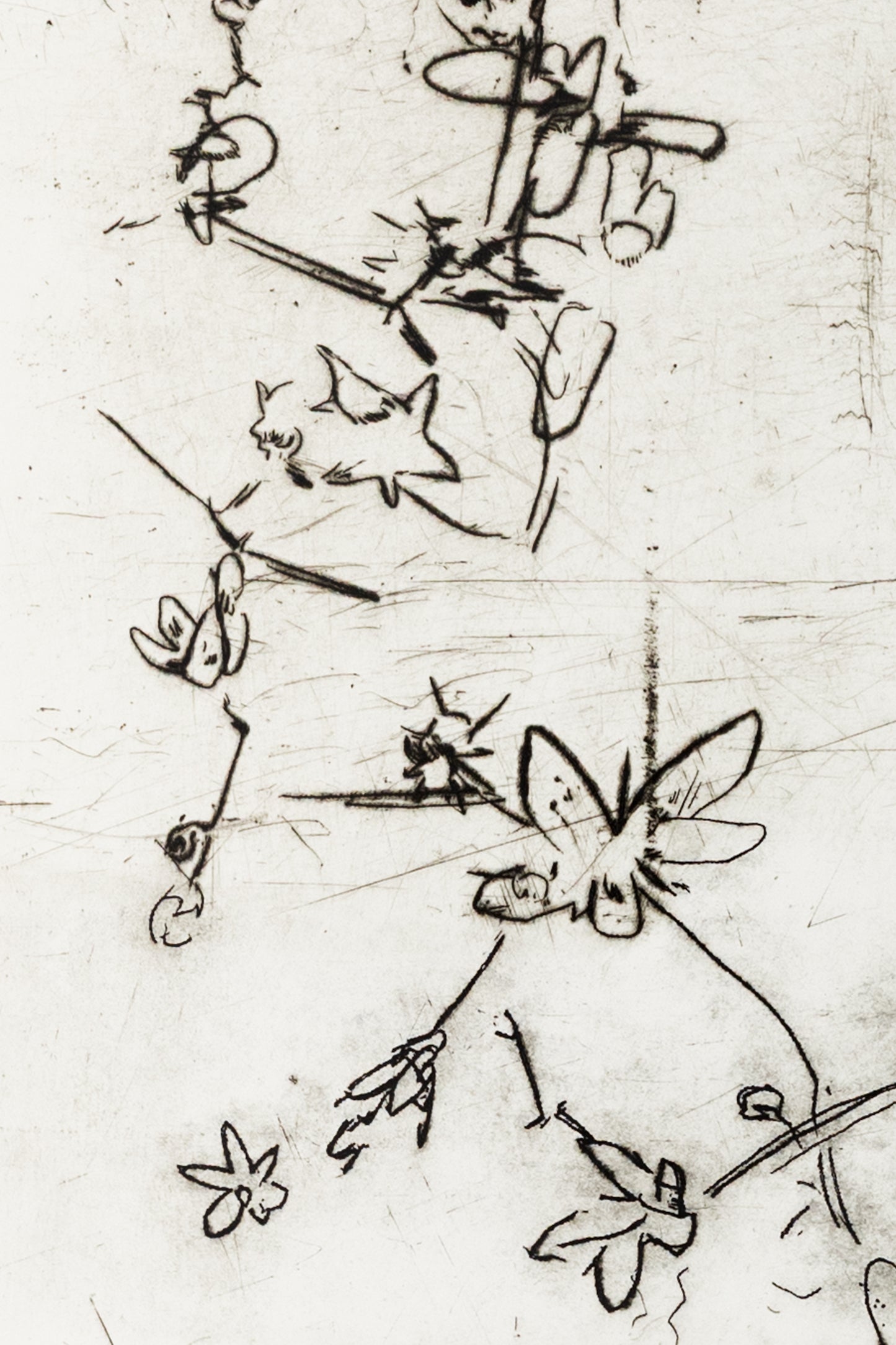 Feine Kaltnadelradierung von Blüten in schwarz auf weißem Grund mit filigranen Linien und transparenter Wirkung – Delicate floral etching in black on white background with fine lines and translucent effect.