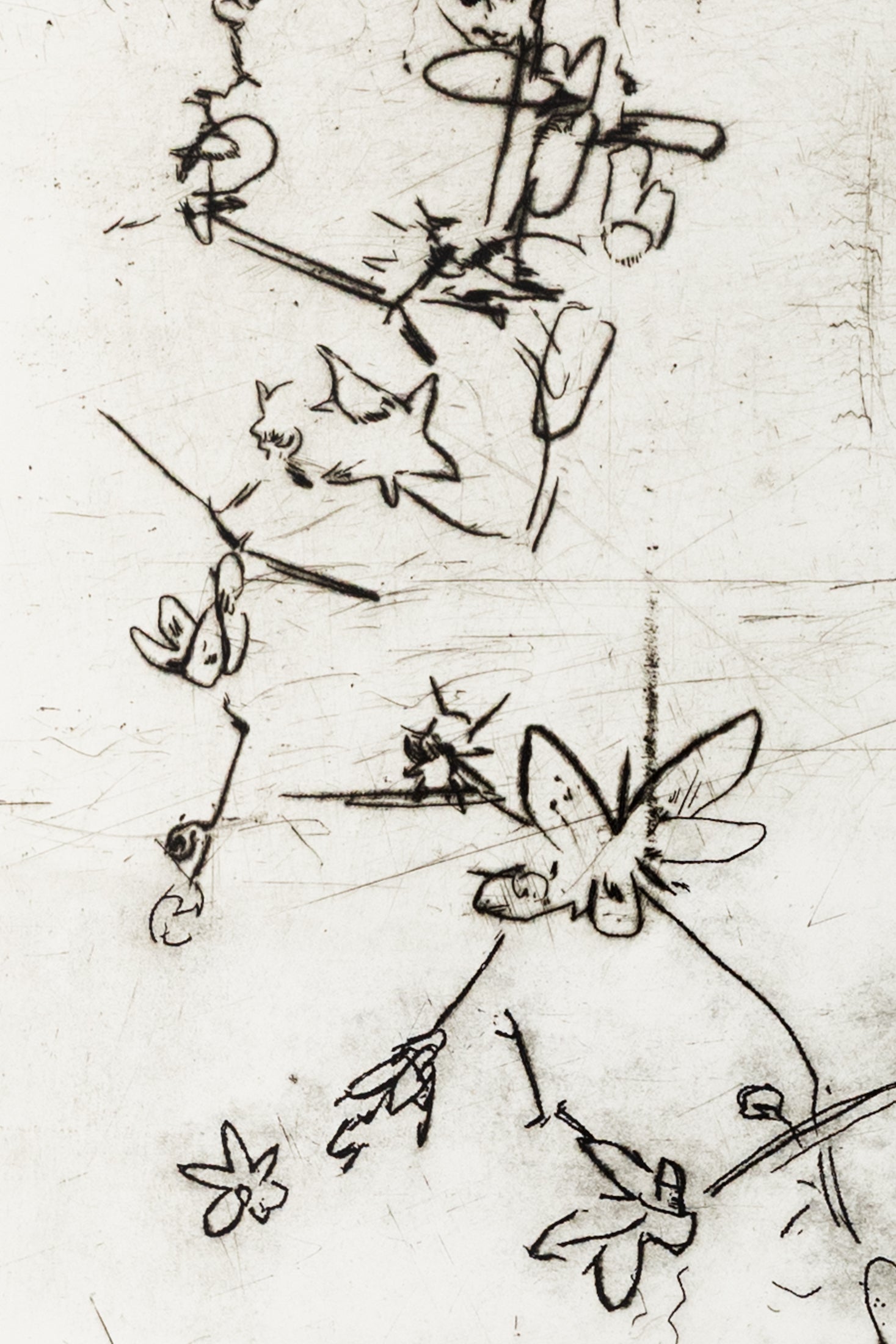 Feine Kaltnadelradierung von Blüten in schwarz auf weißem Grund mit filigranen Linien und transparenter Wirkung – Delicate floral etching in black on white background with fine lines and translucent effect.