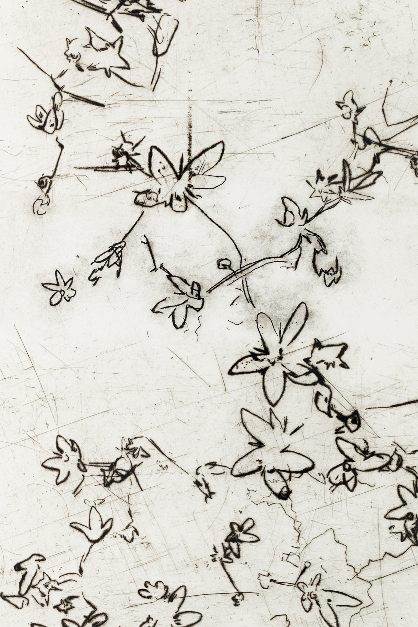 Feine Kaltnadelradierung von Blüten in schwarz auf weißem Grund mit filigranen Linien und transparenter Wirkung – Delicate floral etching in black on white background with fine lines and translucent effect.