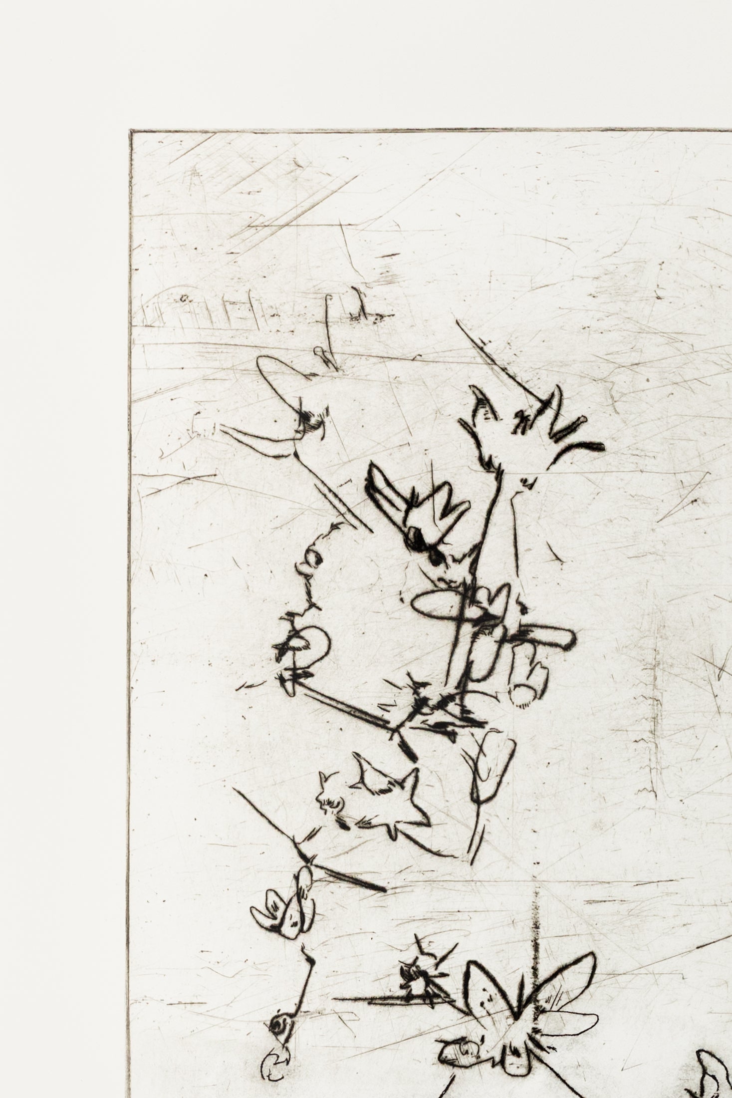 Feine Kaltnadelradierung von Blüten in schwarz auf weißem Grund mit filigranen Linien und transparenter Wirkung – Delicate floral etching in black on white background with fine lines and translucent effect.