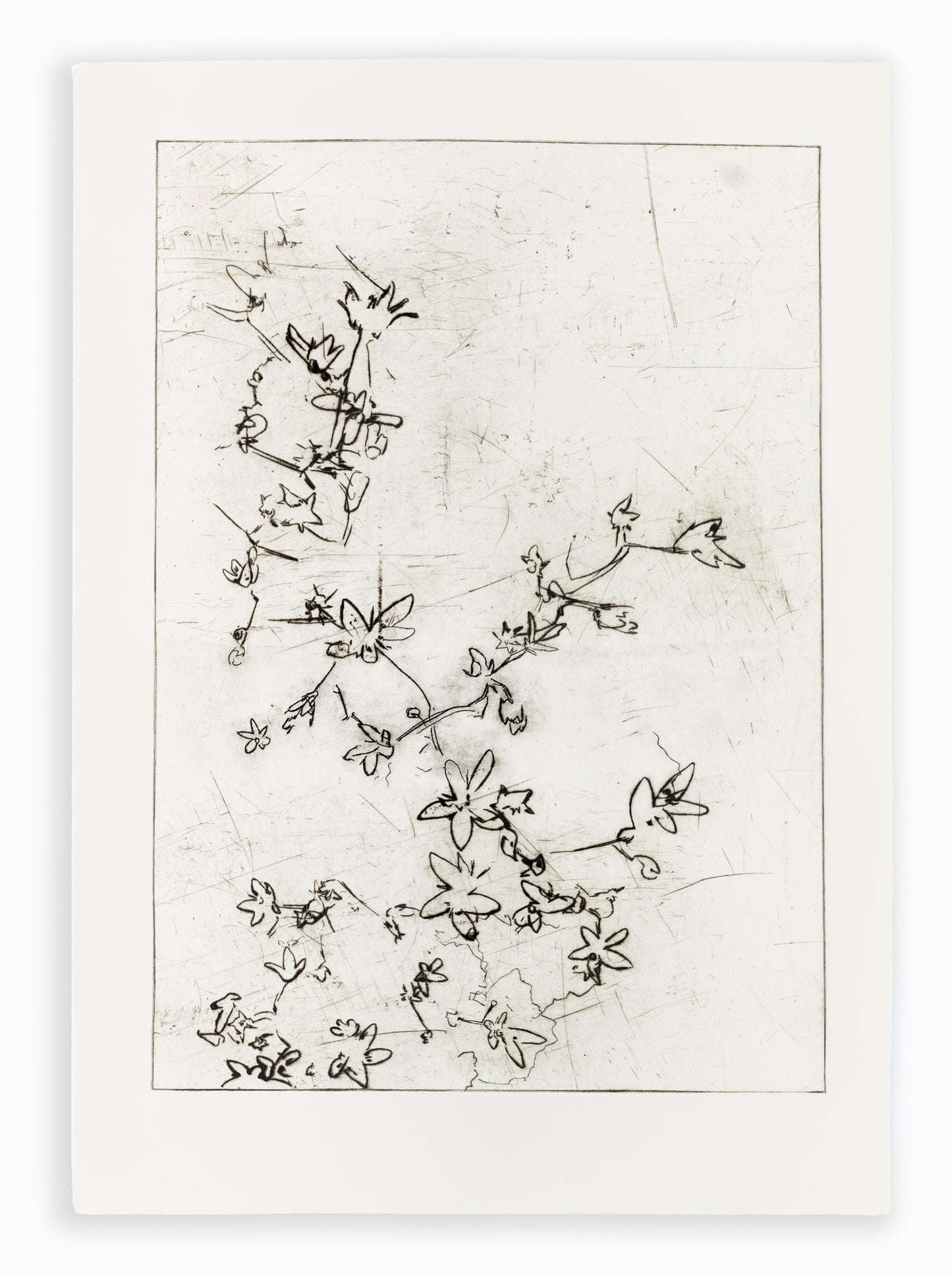 Feine Kaltnadelradierung von Blüten in schwarz auf weißem Grund mit filigranen Linien und transparenter Wirkung – Delicate floral etching in black on white background with fine lines and translucent effect.