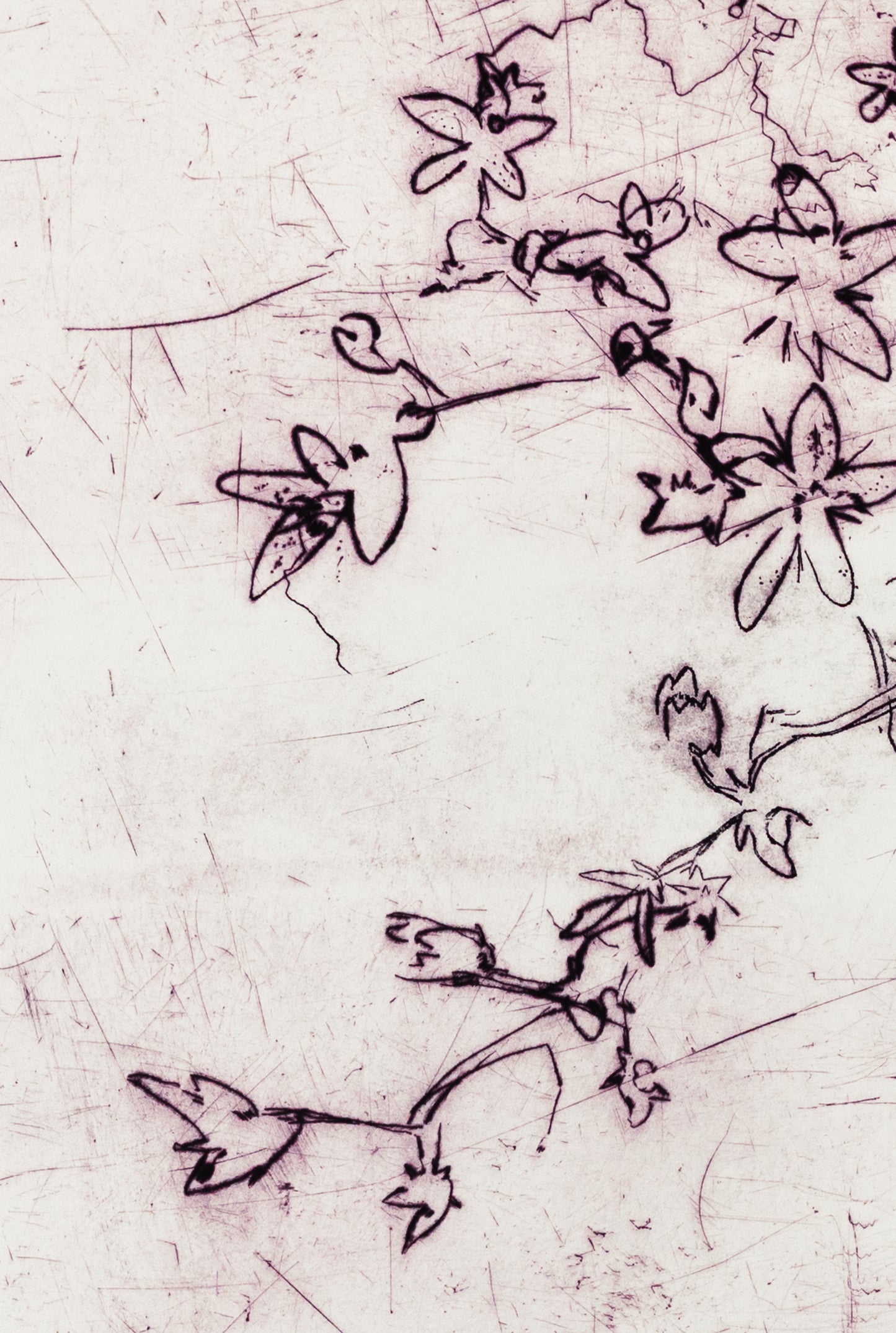 Feine Kaltnadelradierung von Blüten in zartem Lila auf weißem Grund mit filigranen Linien und transparenter Wirkung – Delicate floral etching in soft purple on white background with fine lines and translucent effect.
