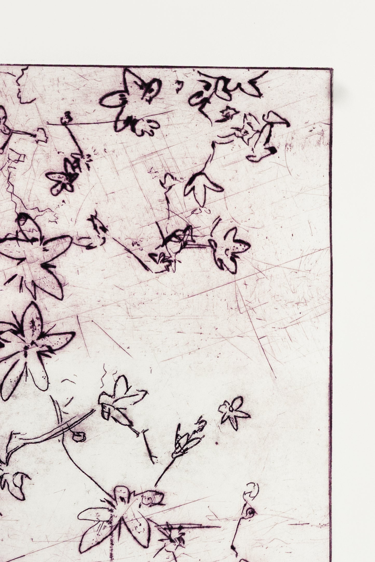 Feine Kaltnadelradierung von Blüten in zartem Lila auf weißem Grund mit filigranen Linien und transparenter Wirkung – Delicate floral etching in soft purple on white background with fine lines and translucent effect.