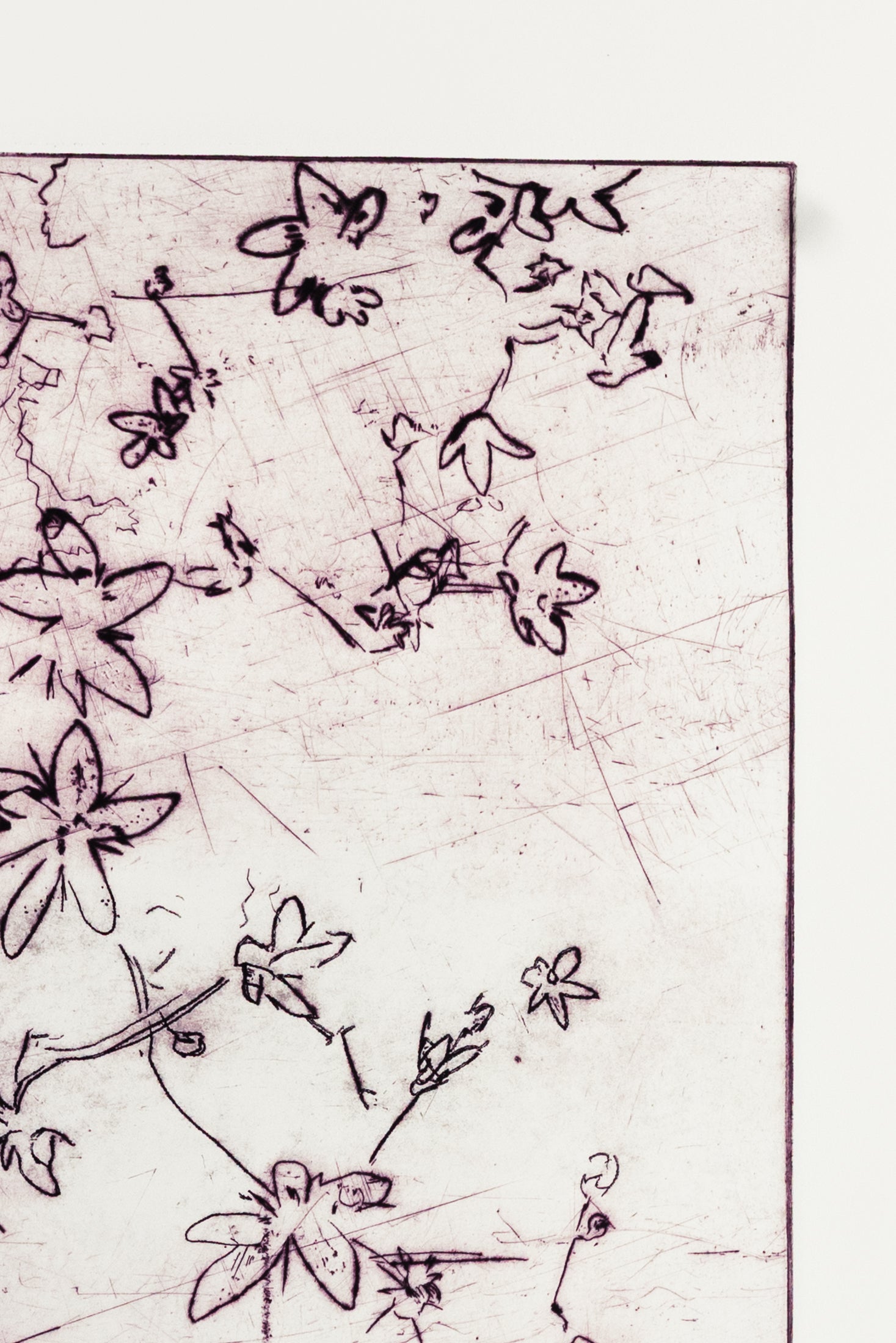 Feine Kaltnadelradierung von Blüten in zartem Lila auf weißem Grund mit filigranen Linien und transparenter Wirkung – Delicate floral etching in soft purple on white background with fine lines and translucent effect.