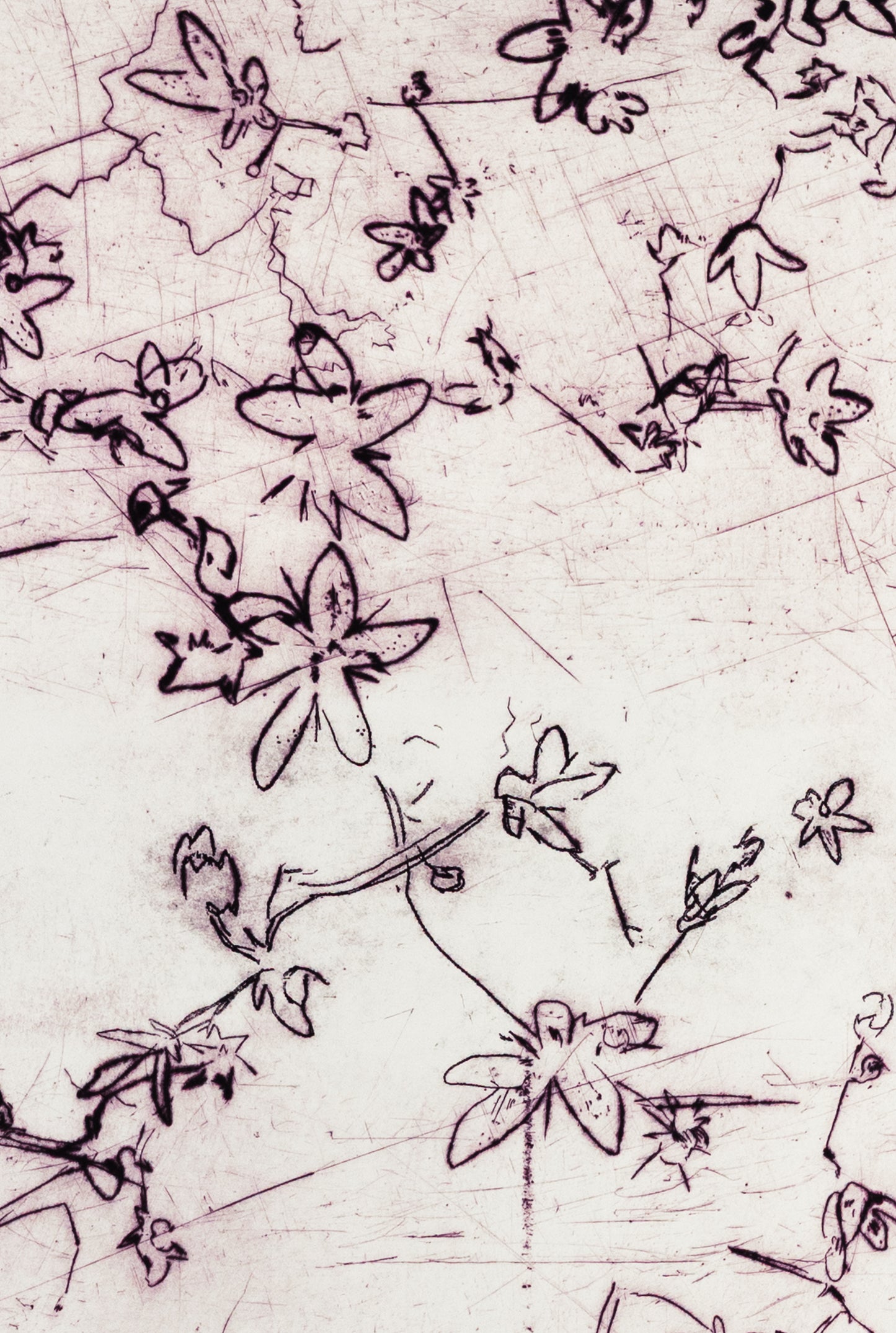 Feine Kaltnadelradierung von Blüten in zartem Lila auf weißem Grund mit filigranen Linien und transparenter Wirkung – Delicate floral etching in soft purple on white background with fine lines and translucent effect.