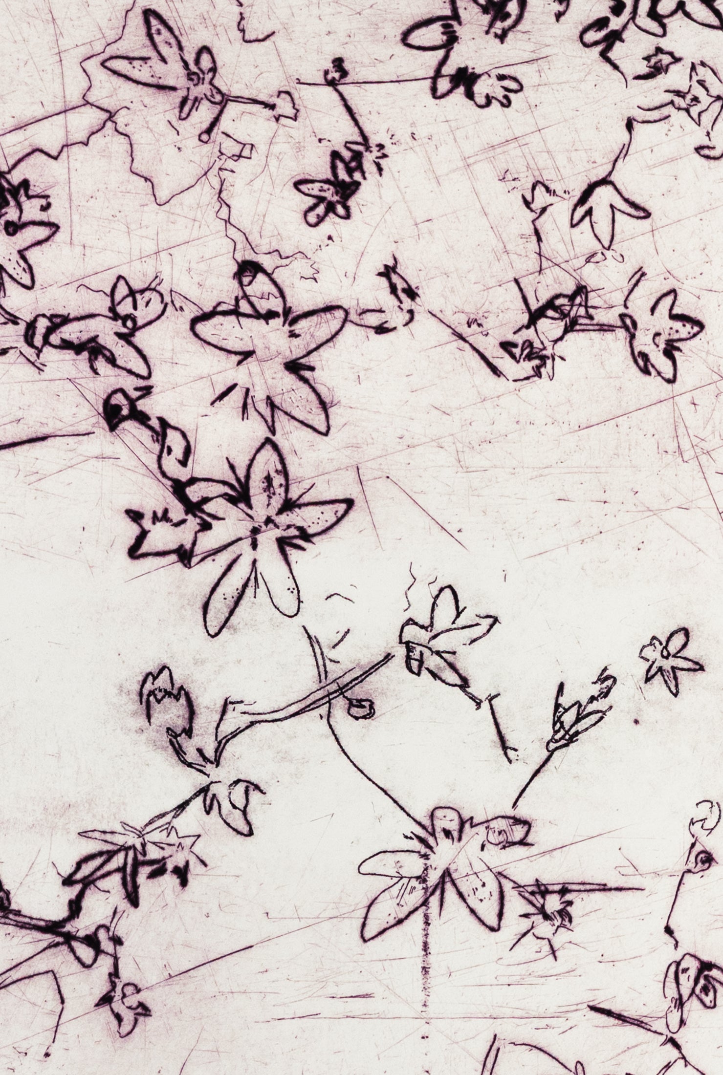 Feine Kaltnadelradierung von Blüten in zartem Lila auf weißem Grund mit filigranen Linien und transparenter Wirkung – Delicate floral etching in soft purple on white background with fine lines and translucent effect.