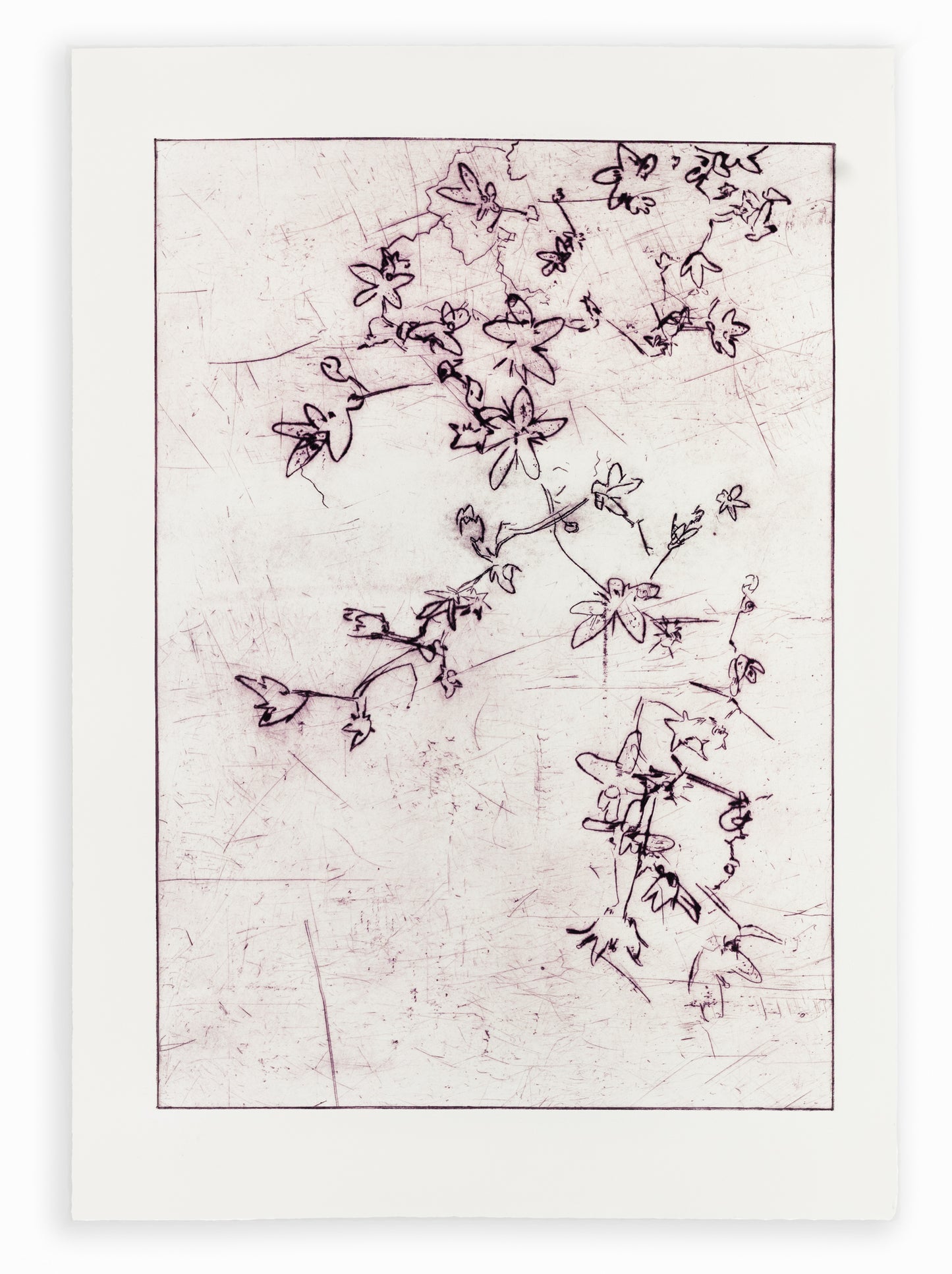 Feine Kaltnadelradierung von Blüten in zartem Lila auf weißem Grund mit filigranen Linien und transparenter Wirkung – Delicate floral etching in soft purple on white background with fine lines and translucent effect.