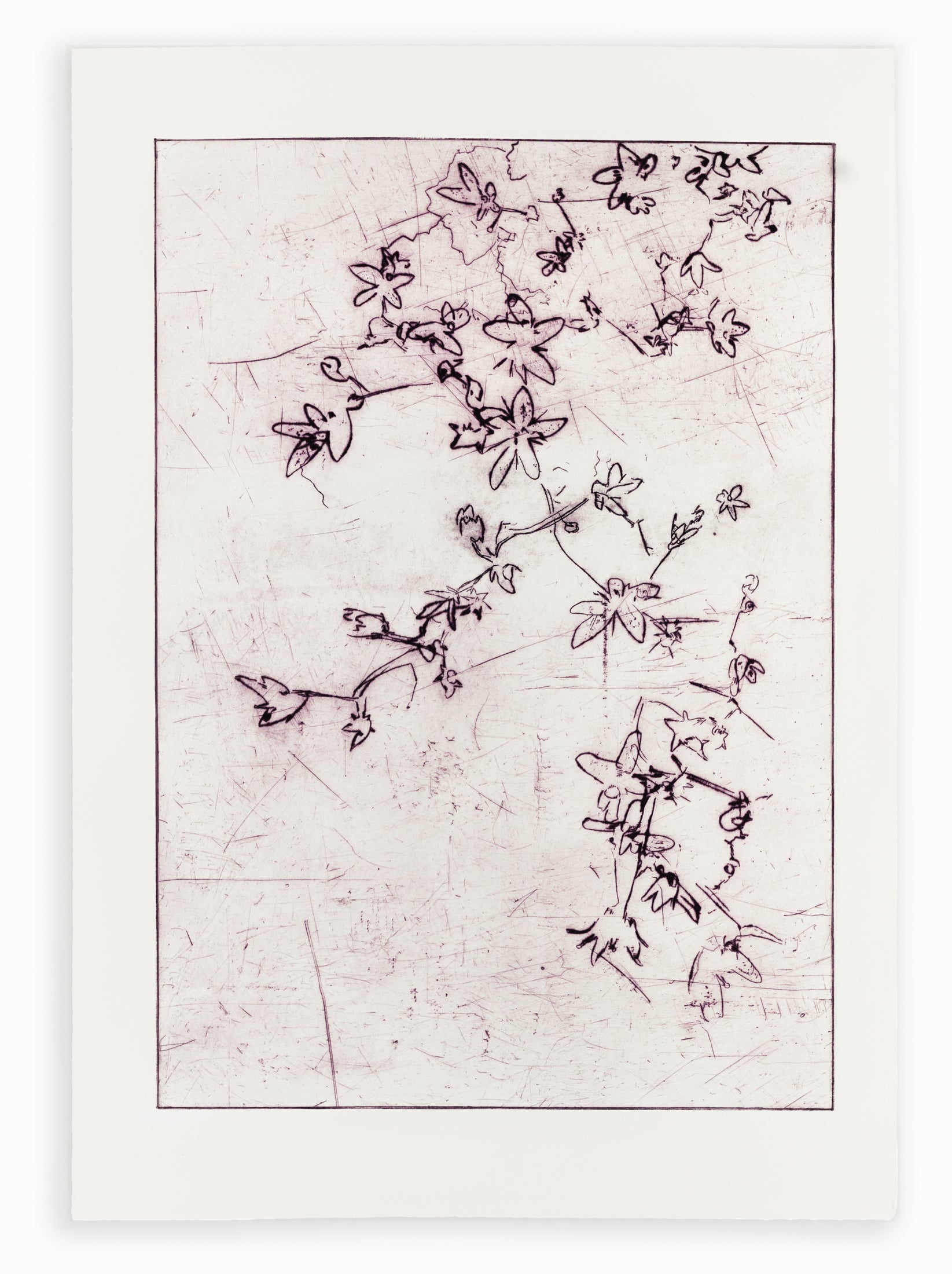 Feine Kaltnadelradierung von Blüten in zartem Lila auf weißem Grund mit filigranen Linien und transparenter Wirkung – Delicate floral etching in soft purple on white background with fine lines and translucent effect.