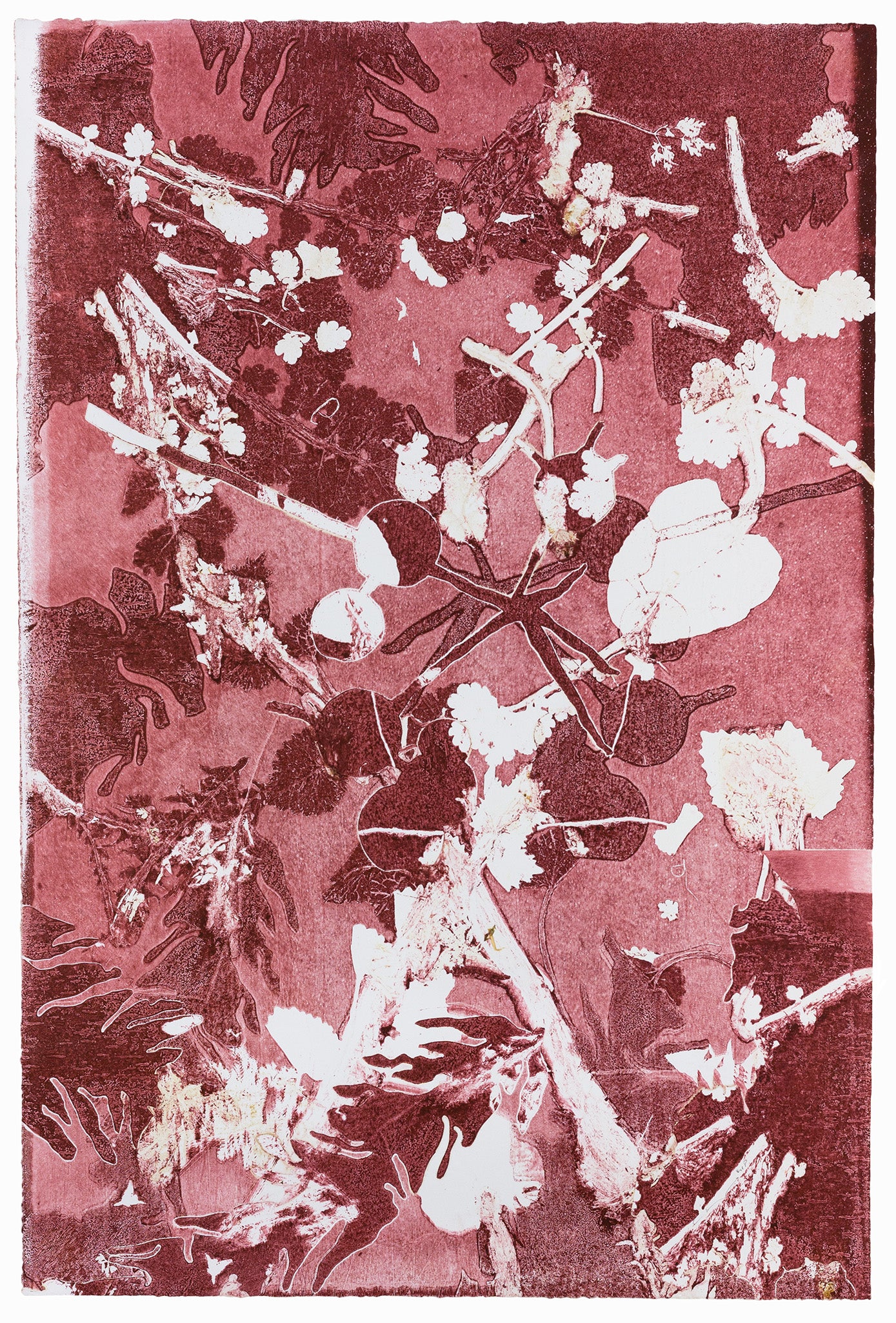 Abstrakte Monotypie Pflanzenstruktur in Rot-, Rosa-und Weißtönen mit feinen Formen und überlagerten Schichten – Abstract monotype with plant structure in red, pink and white tones with delicate shapes and layered textures