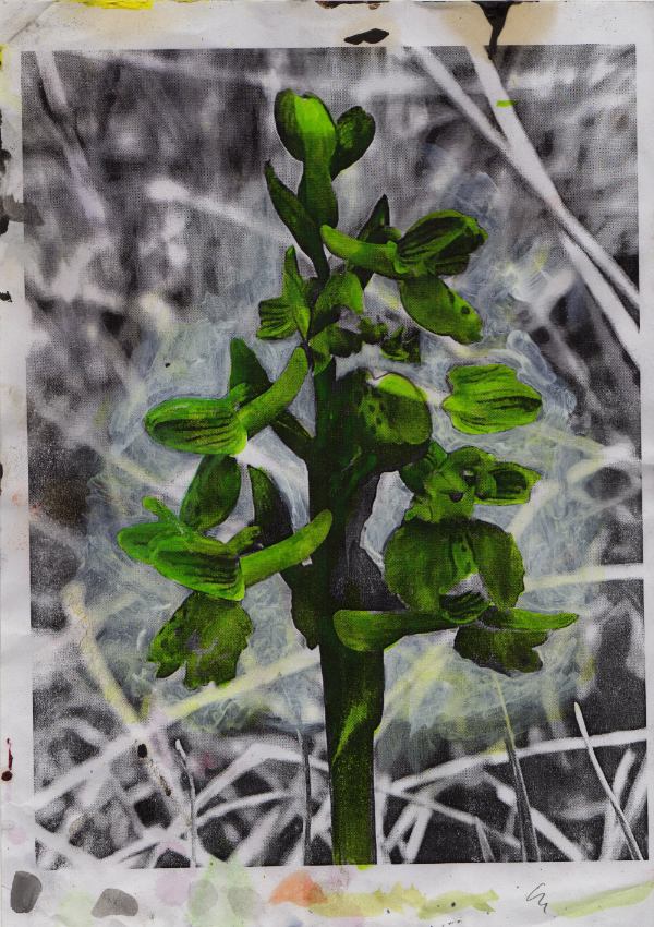 Fotografie von Knabenkraut in Schwarzweiß und Grün – Photo of a marsh orchid in black and white with green.