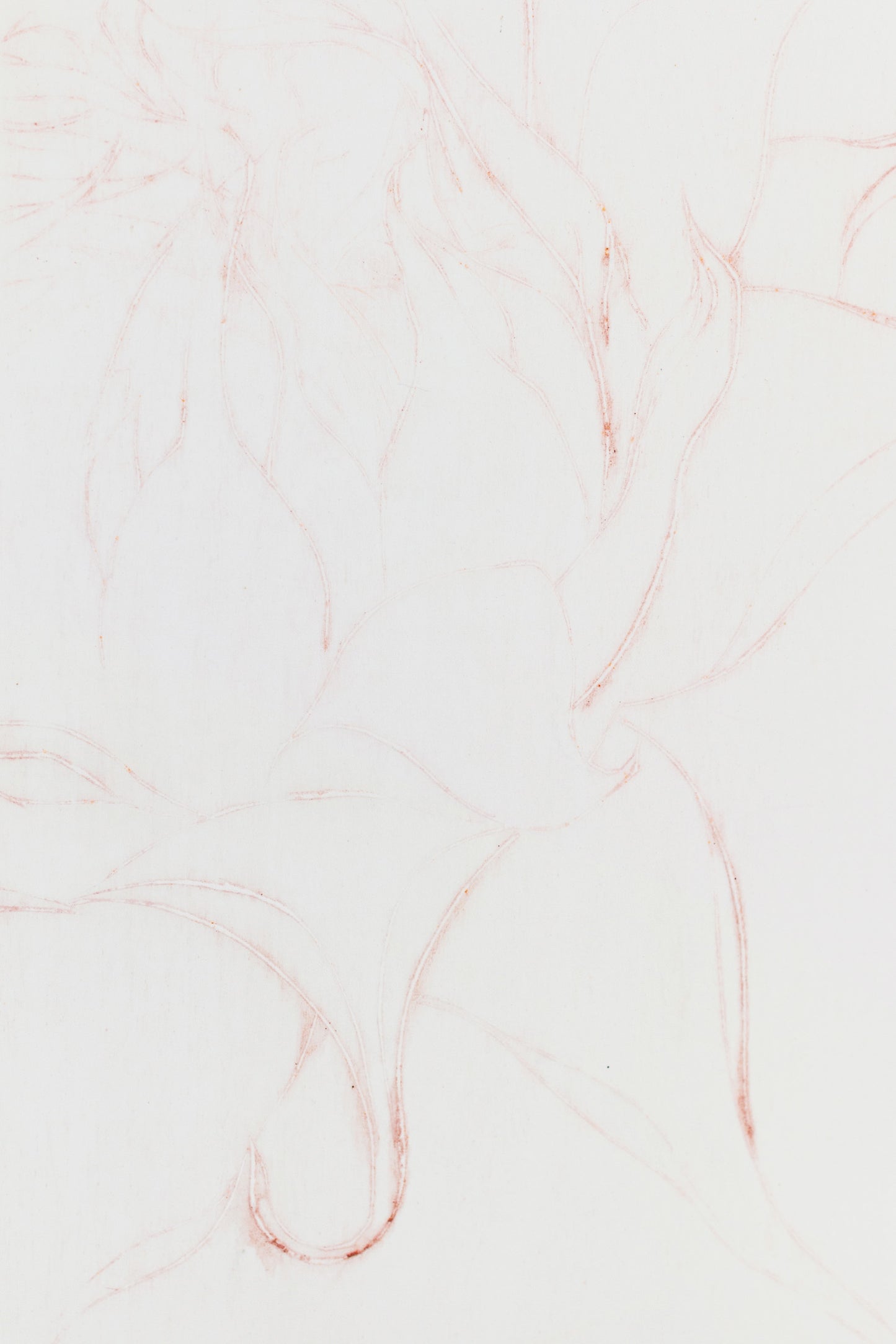 Feine Radierung einer Sonnenblume in Rot auf weißem Grund mit zarten Linien und reduzierter Form – Delicate etching of a sunflower in red on white background with fine lines and minimal composition.