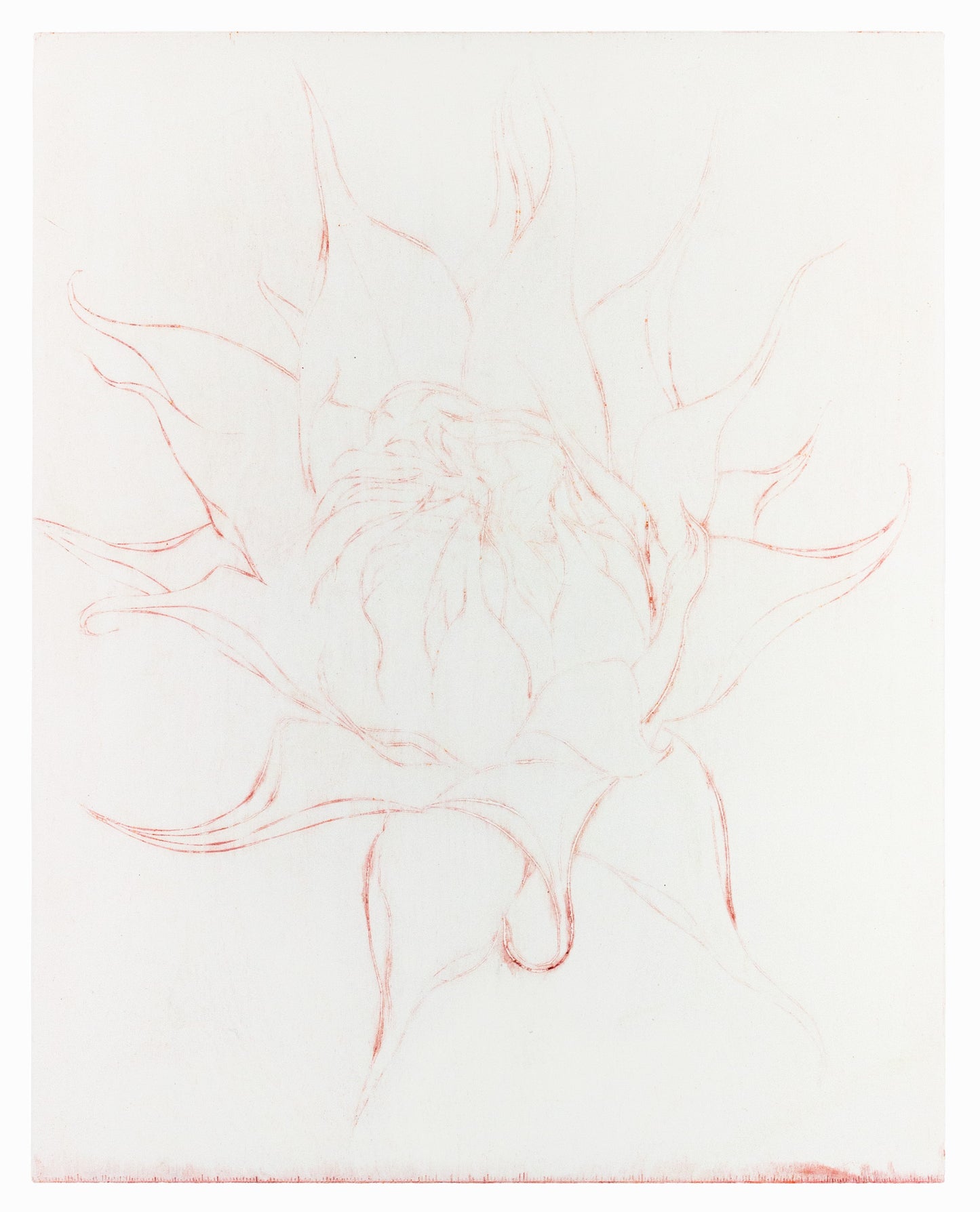 Feine Radierung einer Sonnenblume in Rot auf weißem Grund mit zarten Linien und reduzierter Form – Delicate etching of a sunflower in red on white background with fine lines and minimal composition.