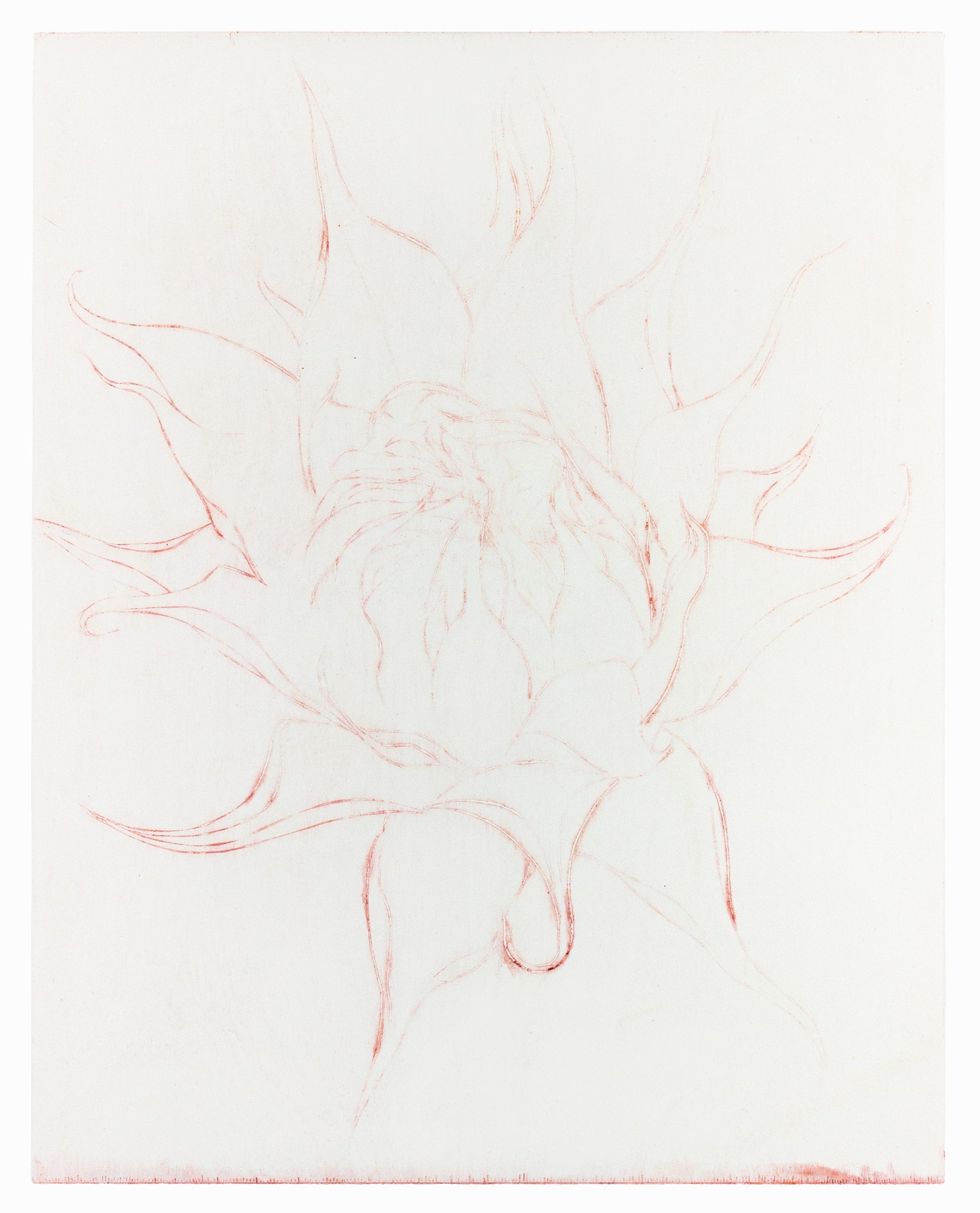 Feine Radierung einer Sonnenblume in Rot auf weißem Grund mit zarten Linien und reduzierter Form – Delicate etching of a sunflower in red on white background with fine lines and minimal composition.