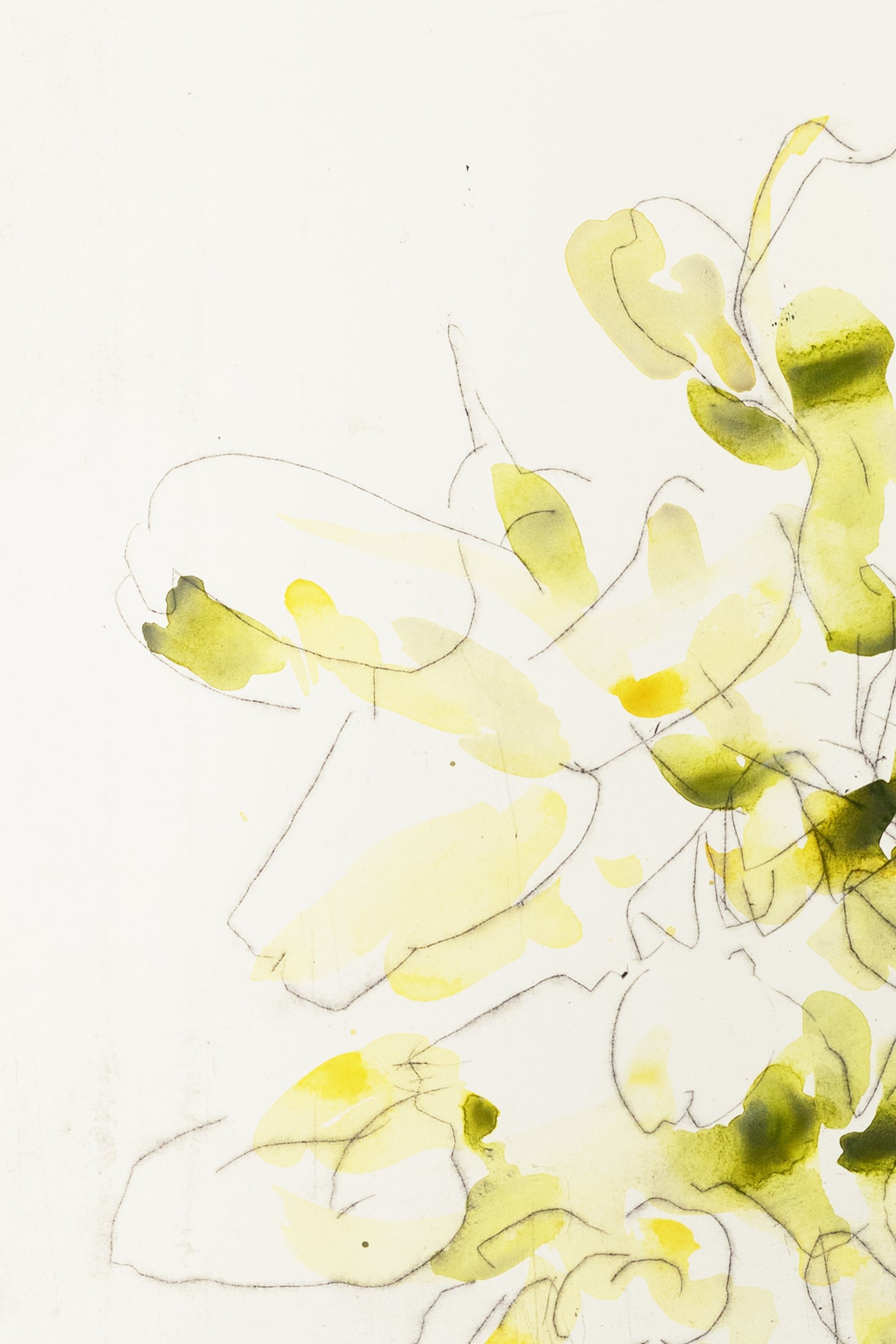 Zarte Pflanzenstudie eines Knabenkrauts in Gelb und Grün mit feinen Linien und transparenten Farbflächen – Delicate plant study of a marsh orchid in yellow and green with fine lines and translucent color layers.