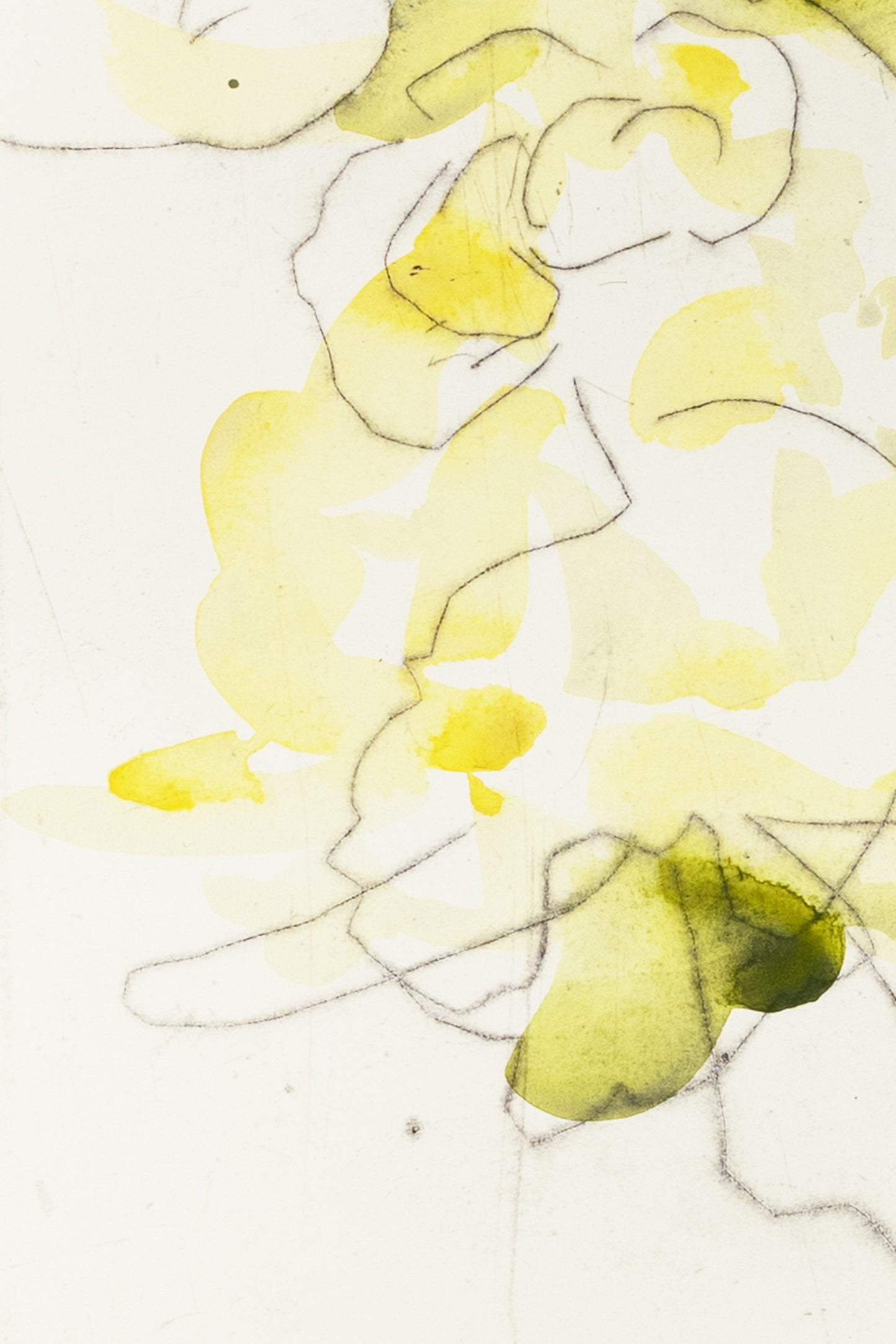 Zarte Pflanzenstudie eines Knabenkrauts in Gelb und Grün mit feinen Linien und transparenten Farbflächen – Delicate plant study of a marsh orchid in yellow and green with fine lines and translucent color layers.