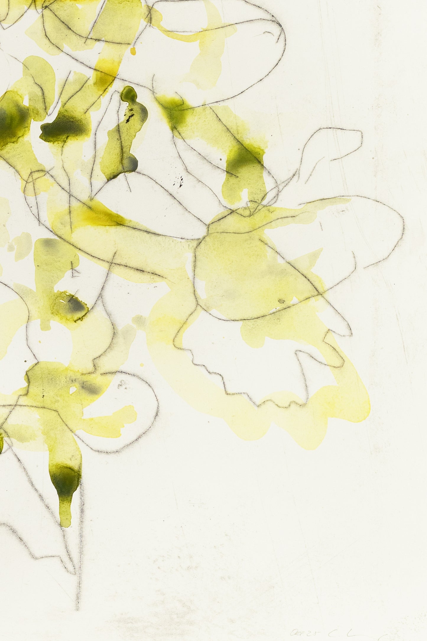 Zarte Pflanzenstudie eines Knabenkrauts in Gelb und Grün mit feinen Linien und transparenten Farbflächen – Delicate plant study of a marsh orchid in yellow and green with fine lines and translucent color layers.
