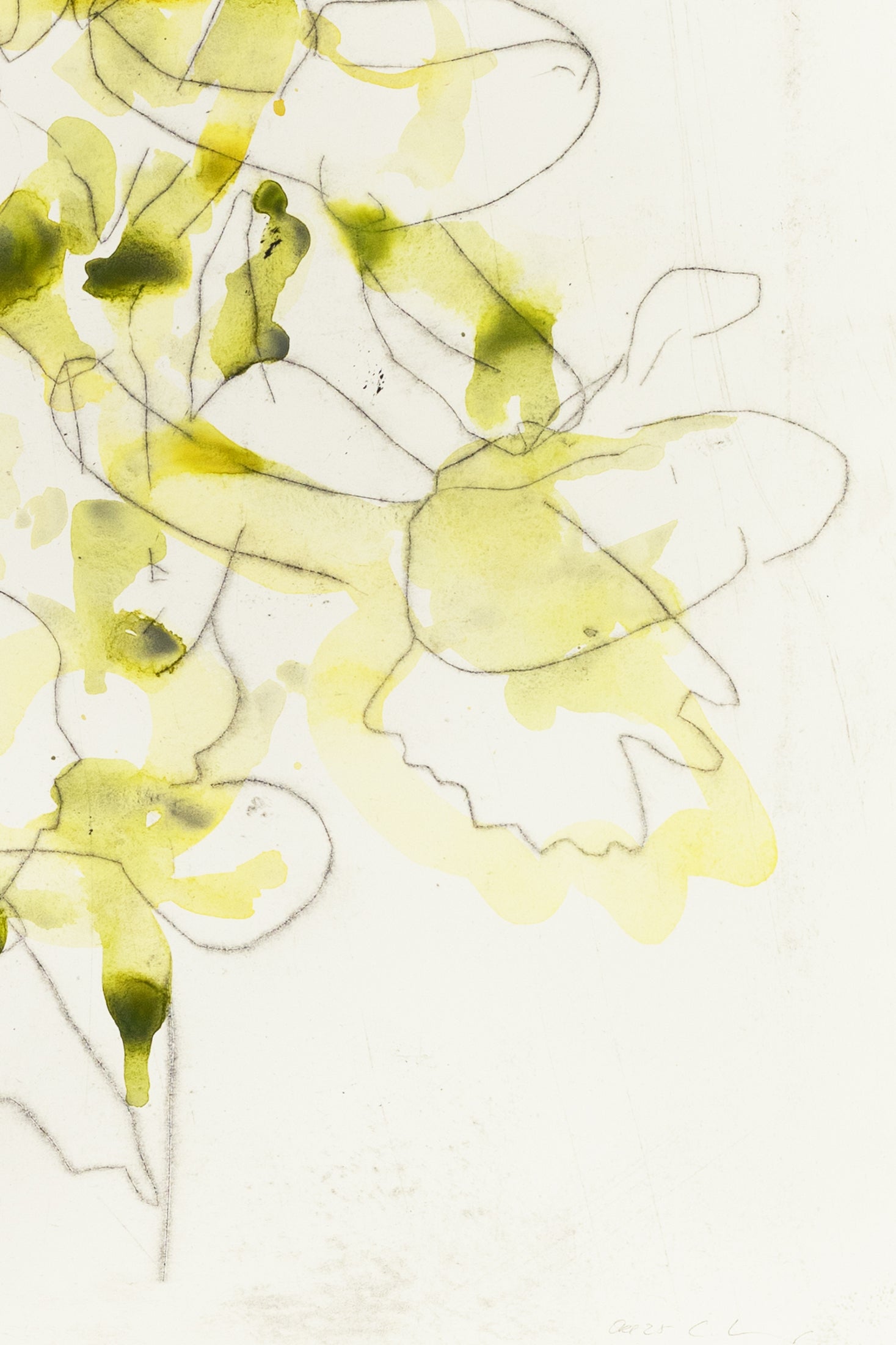 Zarte Pflanzenstudie eines Knabenkrauts in Gelb und Grün mit feinen Linien und transparenten Farbflächen – Delicate plant study of a marsh orchid in yellow and green with fine lines and translucent color layers.