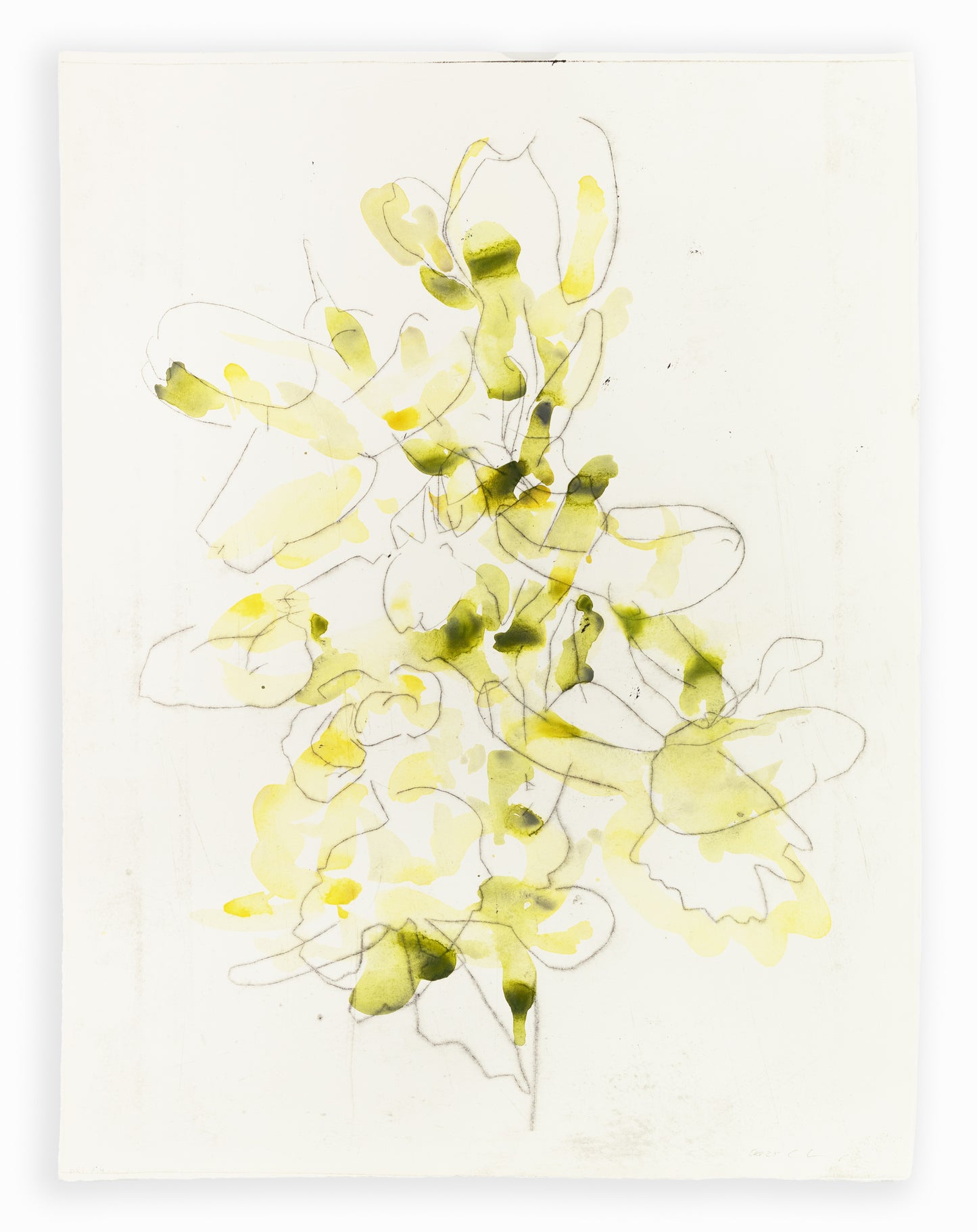 Zarte Pflanzenstudie eines Knabenkrauts in Gelb und Grün mit feinen Linien und transparenten Farbflächen – Delicate plant study of a marsh orchid in yellow and green with fine lines and translucent color layers.