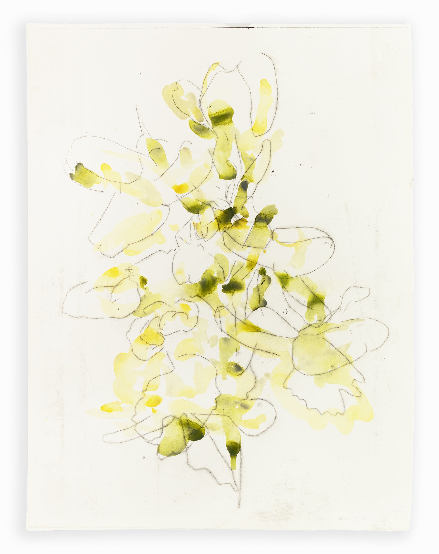 Zarte Pflanzenstudie eines Knabenkrauts in Gelb und Grün mit feinen Linien und transparenten Farbflächen – Delicate plant study of a marsh orchid in yellow and green with fine lines and translucent color layers.