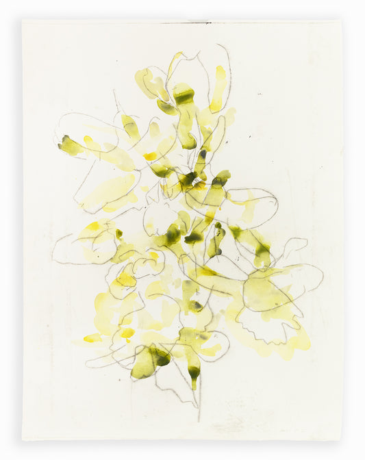 Zarte Pflanzenstudie eines Knabenkrauts in Gelb und Grün mit feinen Linien und transparenten Farbflächen – Delicate plant study of a marsh orchid in yellow and green with fine lines and translucent color layers.